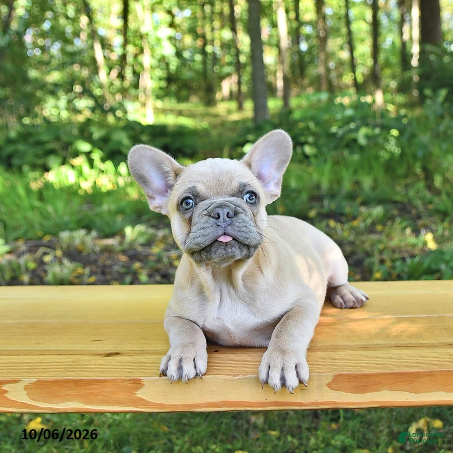 French Bulldog dogs Boone - Ad 2