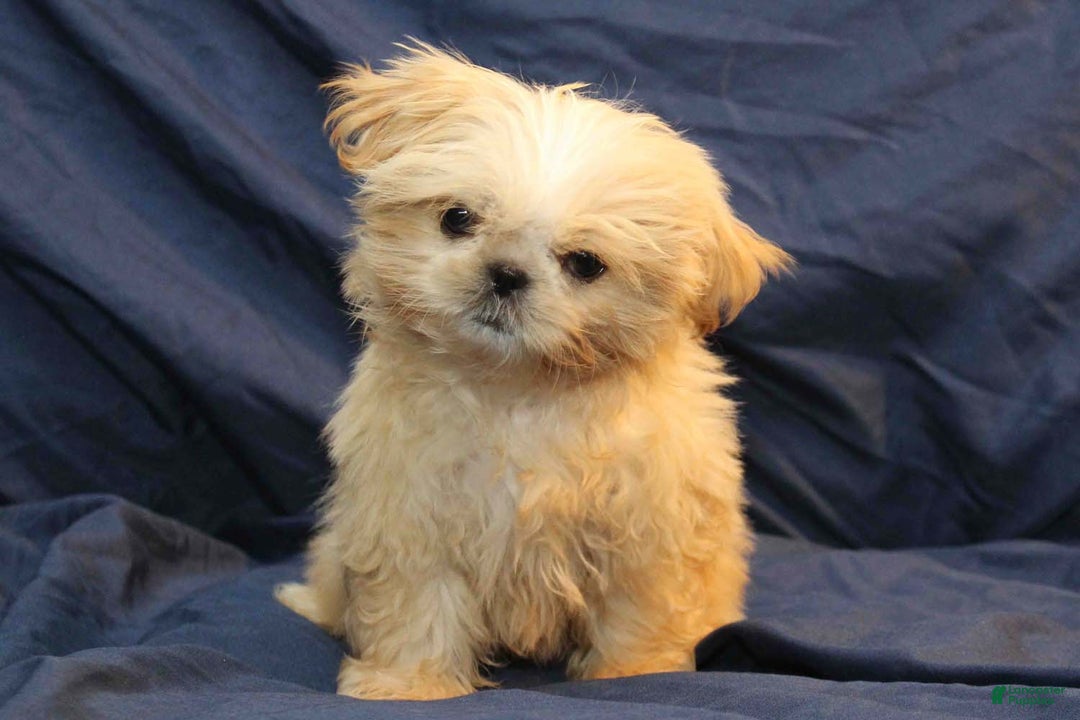 Shih Tzu dogs for sale: Finn - Ad 3