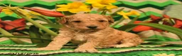 Mini Goldendoodle dogs for sale: Prancer  - Ad 3