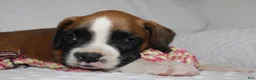 Boxer dogs for sale: Blair - Ad 4