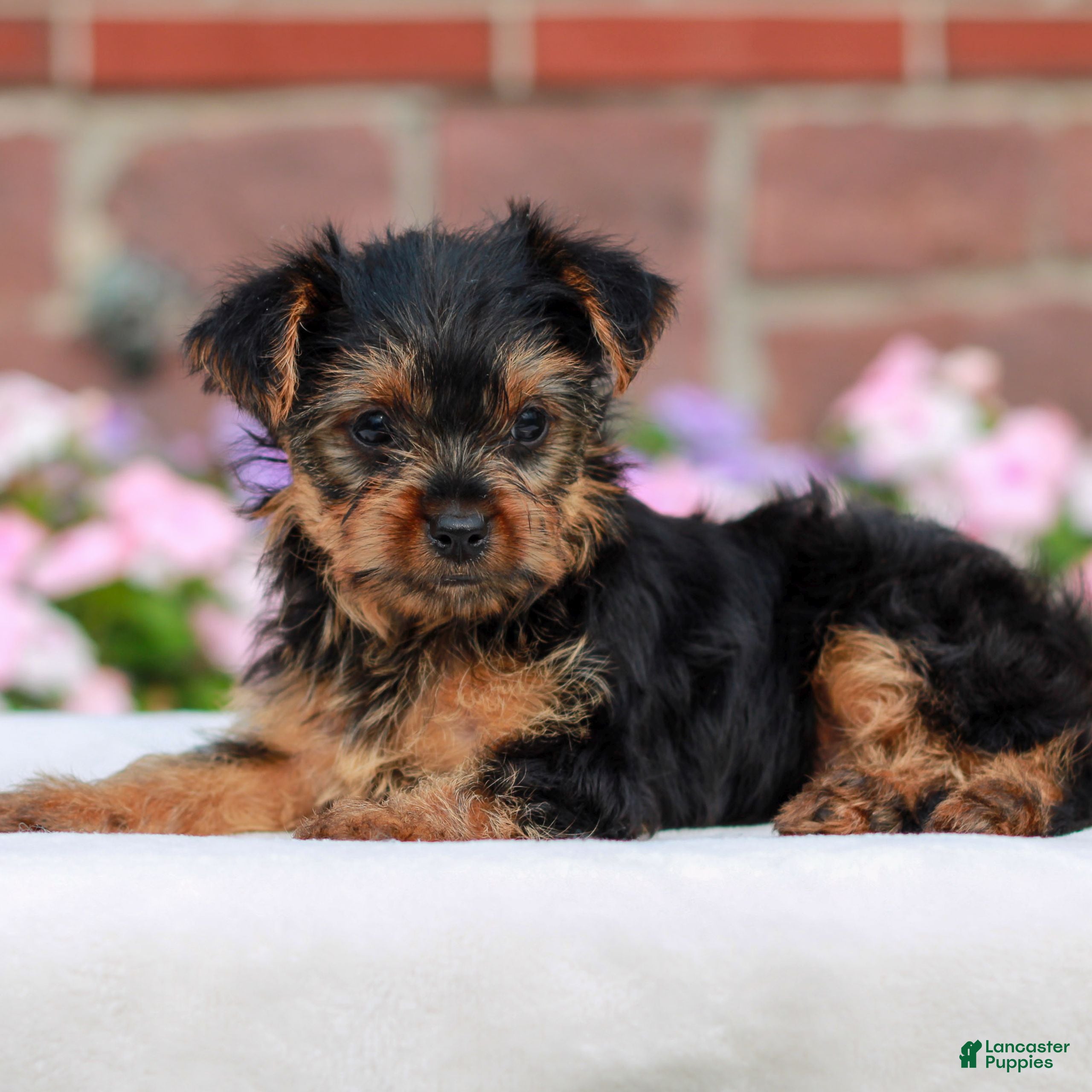 Yorkshire Terrier dogs Jessie  - Ad 1