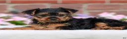Yorkshire Terrier dogs for sale: Jessie  - Ad 1