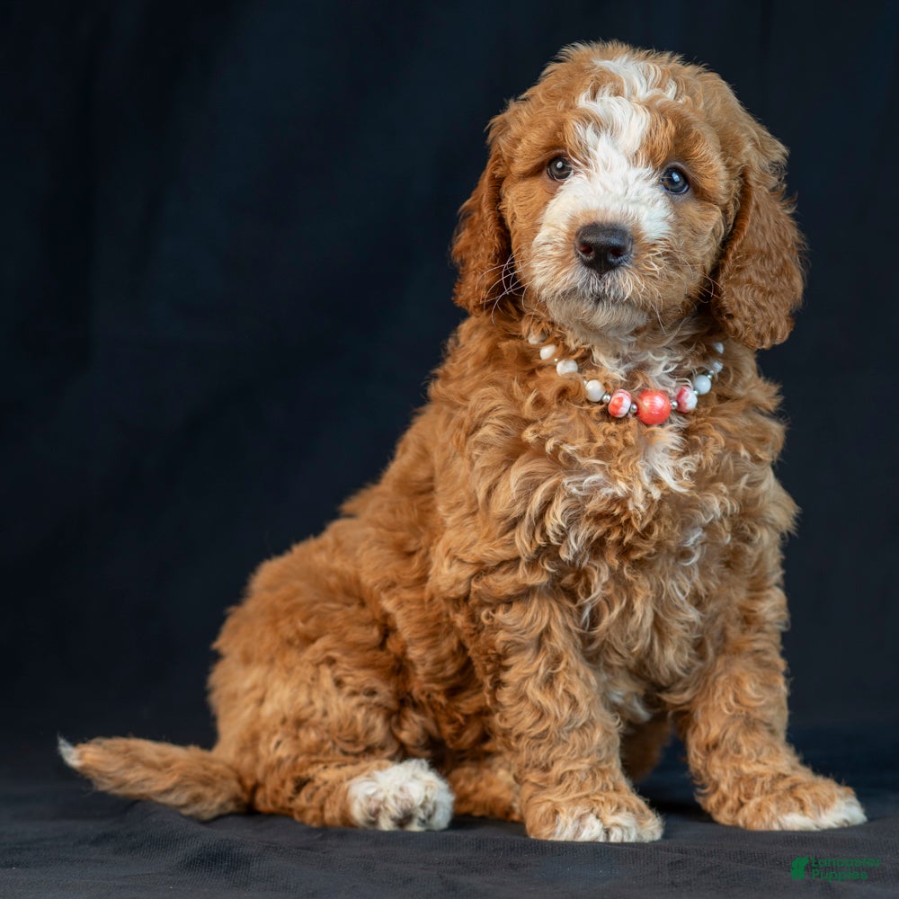 Mini Goldendoodle dogs Mabel - Ad 1