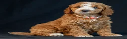 Mini Goldendoodle dogs for sale: Mabel - Ad 4