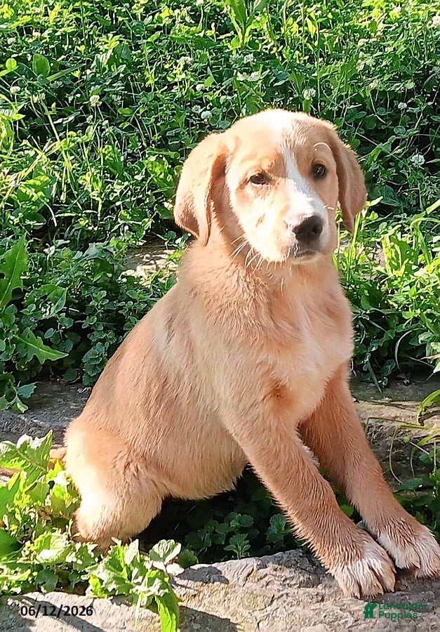 Mixed Breed dogs Daffy - Ad 2