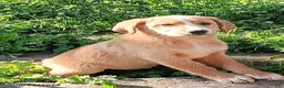 Mixed Breed dogs for sale: Daffy - Ad 8