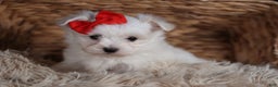 Maltese dogs for sale: ACE - Ad 3