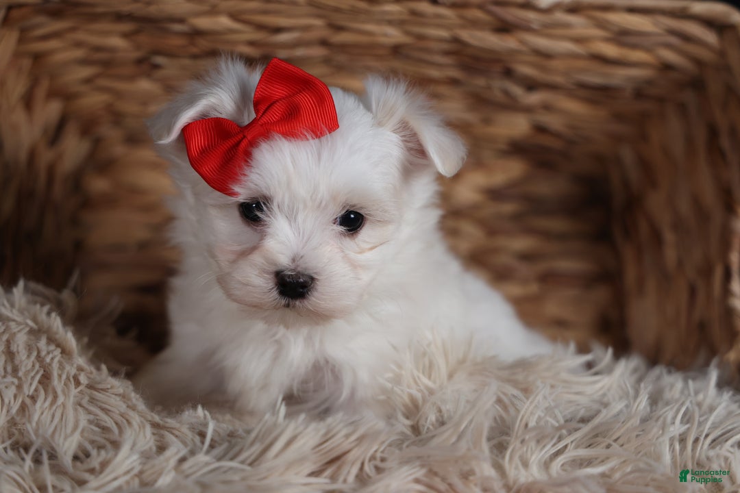 Maltese dogs for sale: ACE - Ad 3