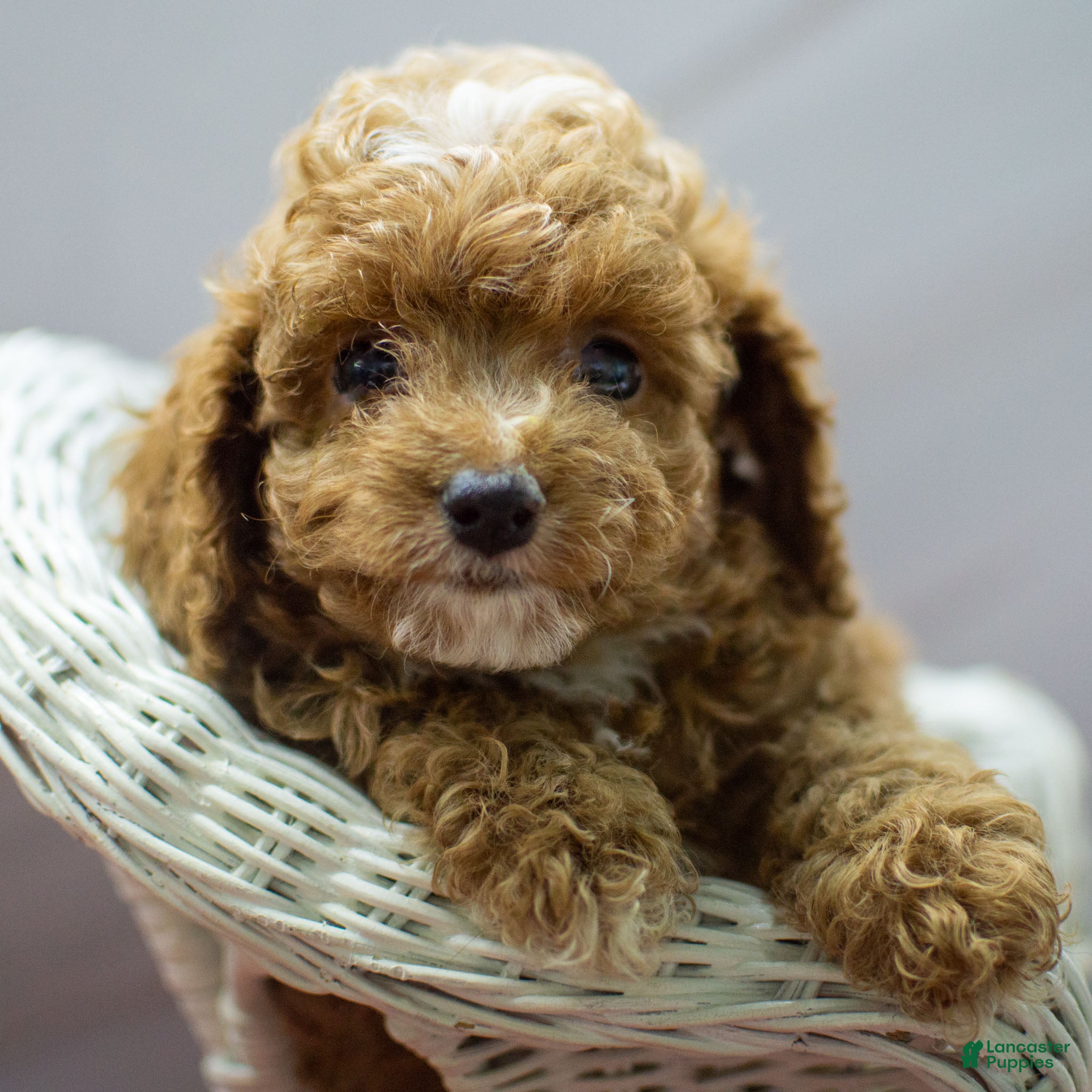 Cockapoo dogs Kory - Ad 24