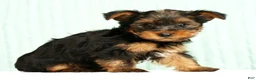 Yorkshire Terrier dogs for sale: Mason - Ad 5