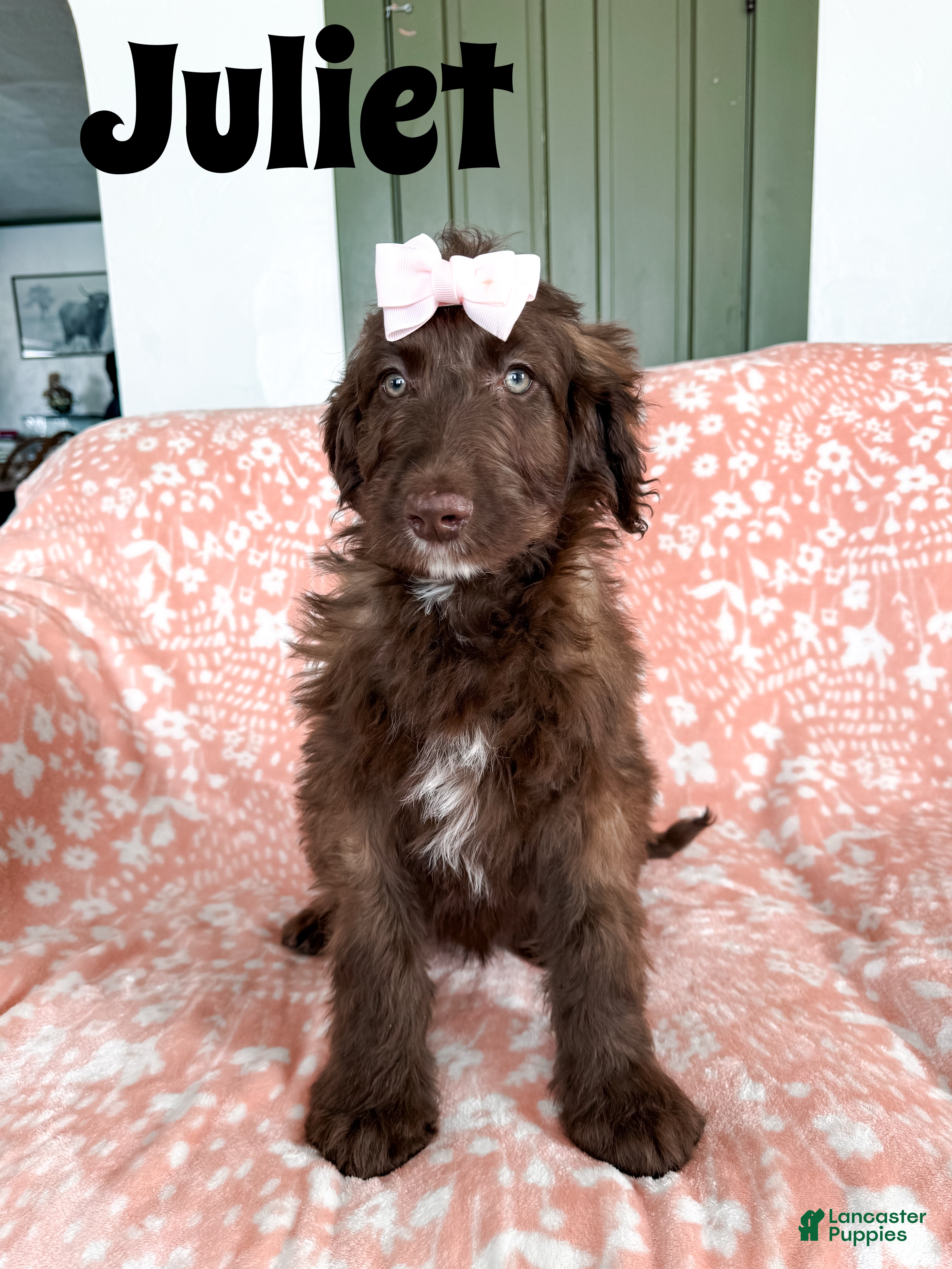 Aussiedoodle dogs Juliet - Ad 33