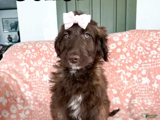 Aussiedoodle dogs Juliet - Ad 33