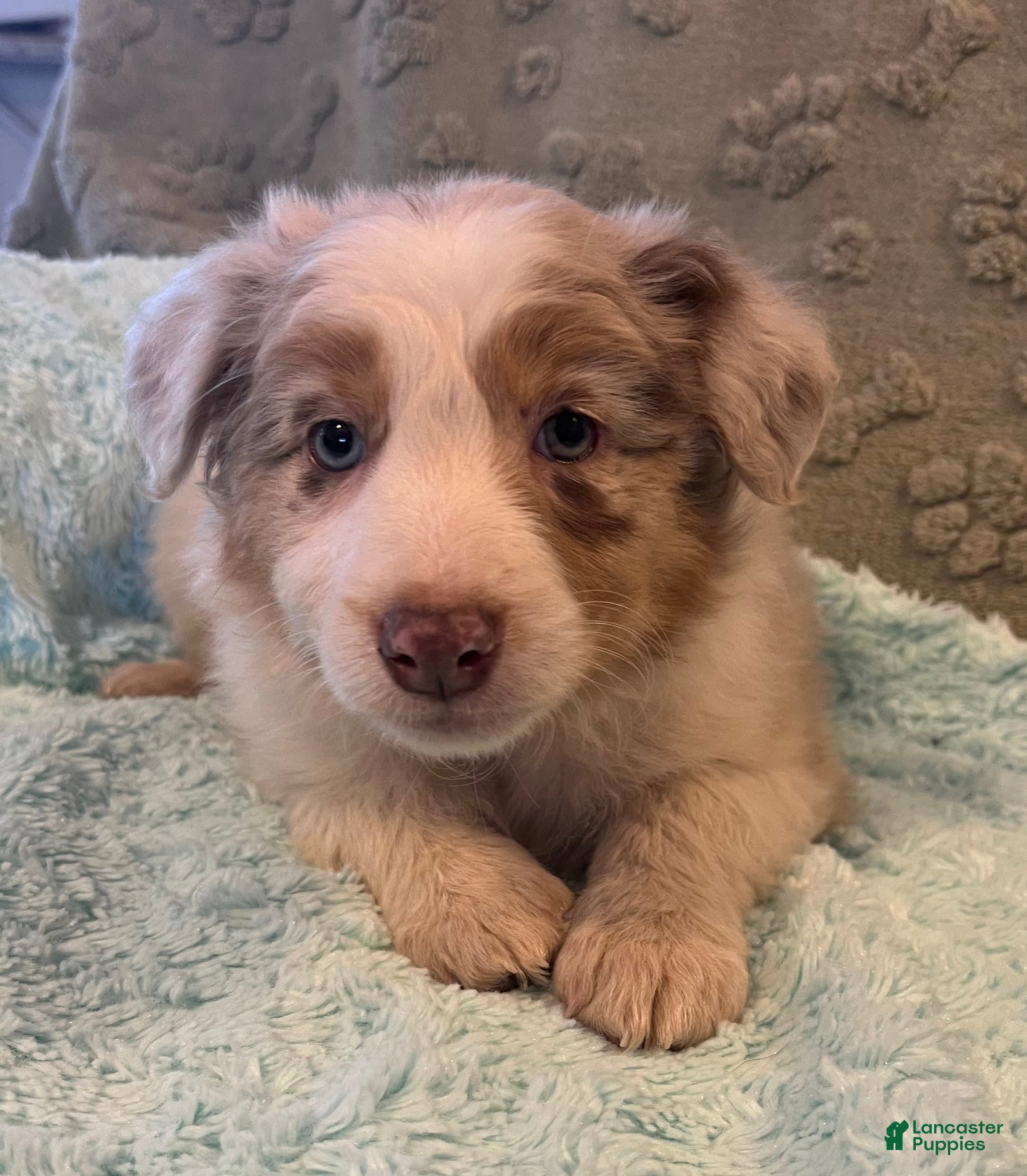 Australian Shepherd dogs Mollie - Ad 2
