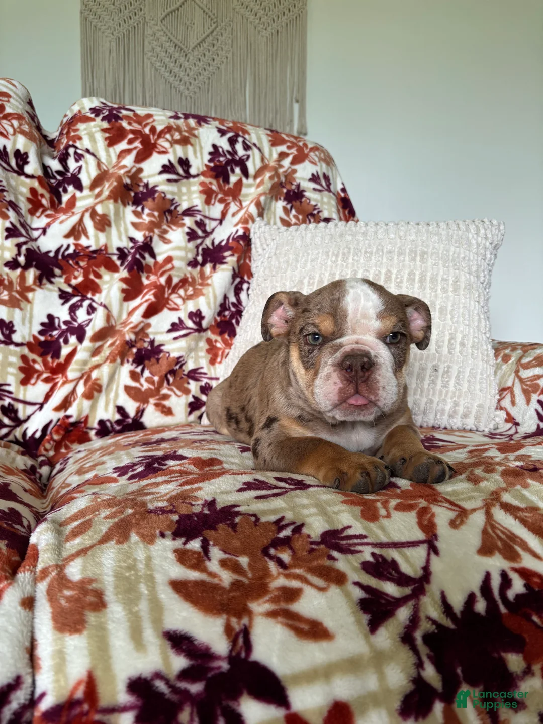 English Bulldog dogs for sale: English Bulldog 3 - Ad 1