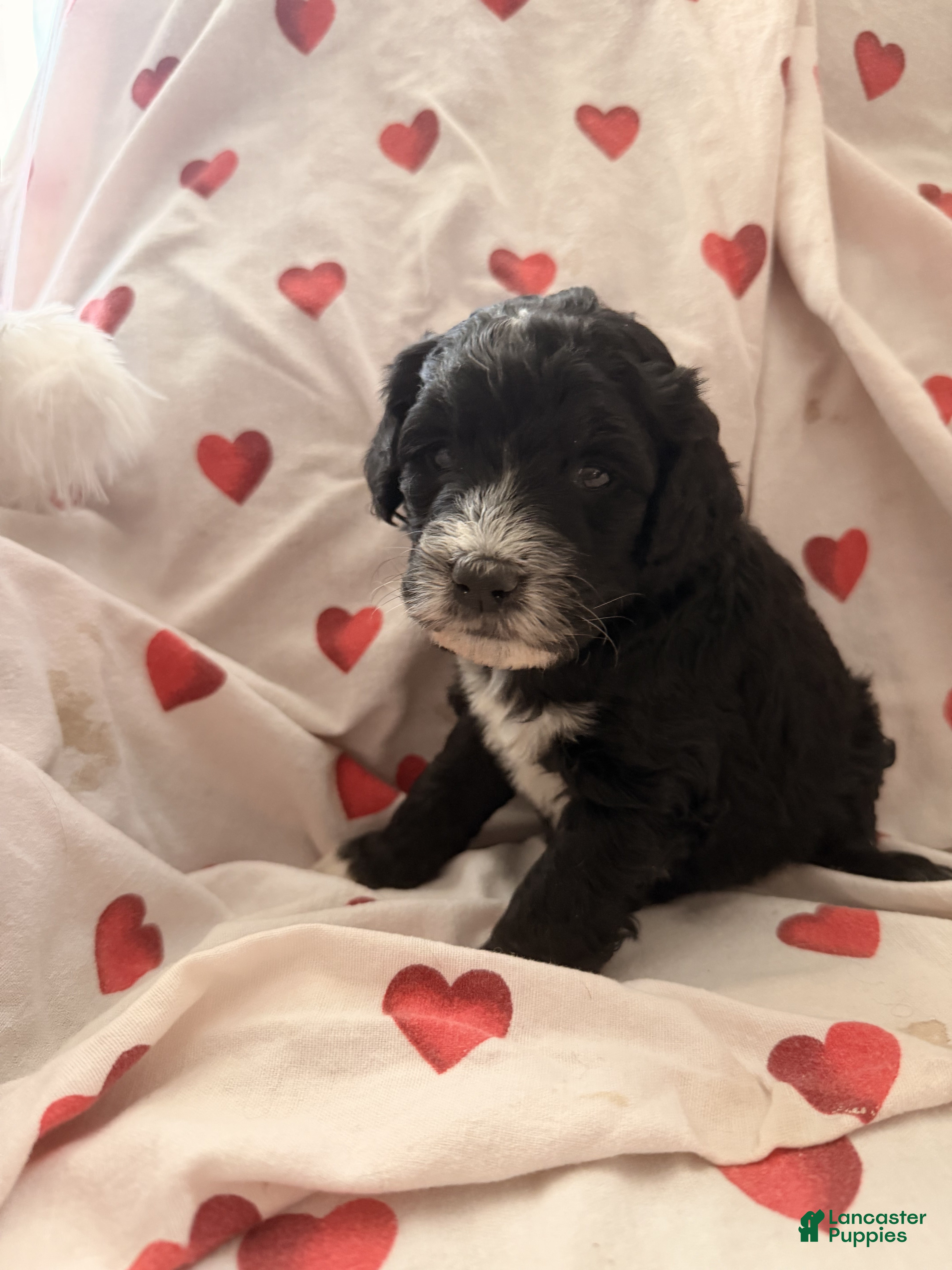 Bernedoodle dogs Piper  - Ad 1