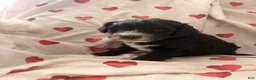 Mini Bernedoodle dogs for sale: Piper  - Ad 2