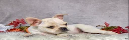 Frenchton dogs for sale: Mr. Oliver  - Ad 7