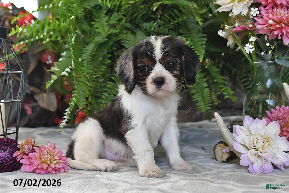 Cavalier King Charles Spaniel dogs Jefferson - Ad 1