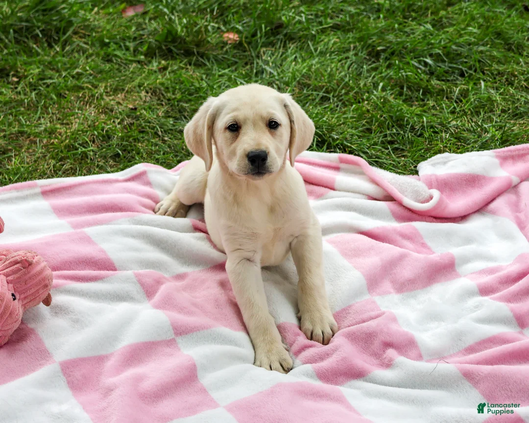 Labrador Retriever dogs for sale: Rhea - Ad 2