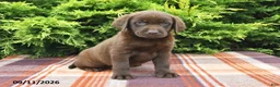 Labrador Retriever dogs for sale: Karlos - Ad 5
