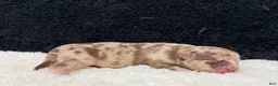 Chihuahua dogs for sale: Chihuahua 3 - Ad 9