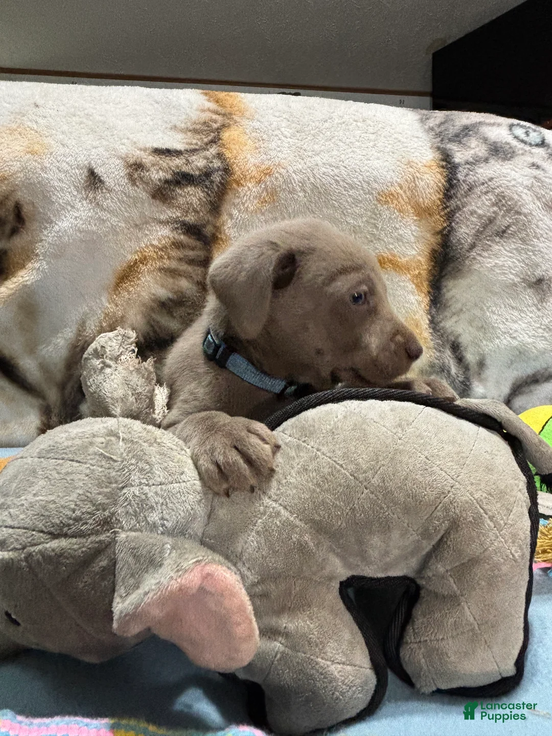 Labrador Retriever dogs for sale: Bella - Ad 1