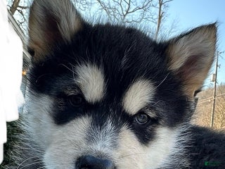 Alaskan Malamute dogs Twinkle - Ad 8