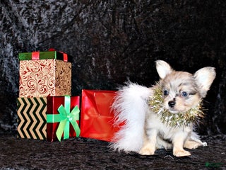 Chihuahua dogs Asa - Ad 20