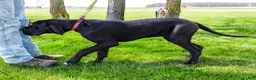 Great Dane dogs for sale: Carol - Ad 7