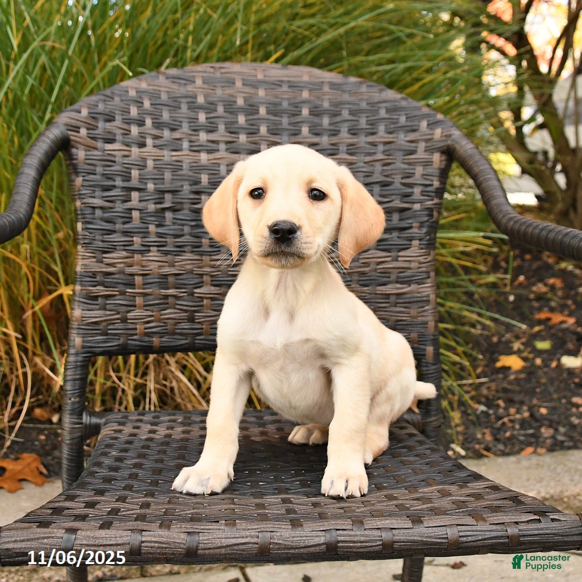 Labrador Retriever dogs Mello  - Ad 18