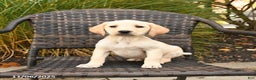 Labrador Retriever dogs for sale: Mello  - Ad 1