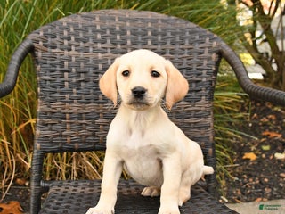 Labrador Retriever dogs Mello - Ad 22