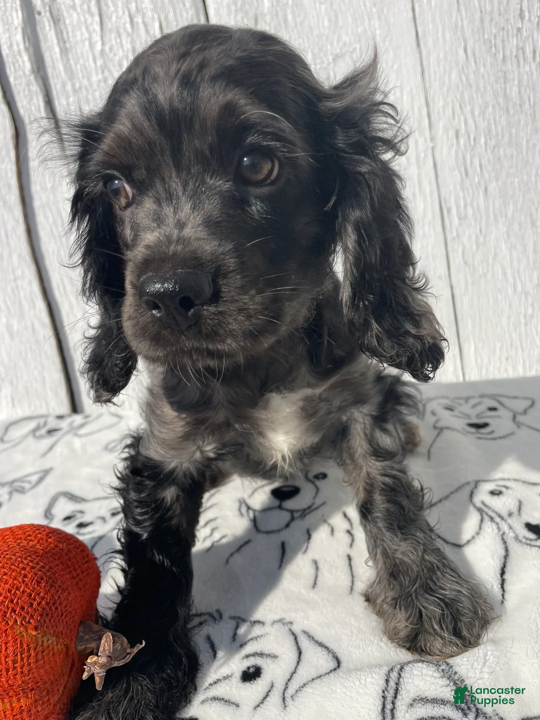 Cocker Spaniel dogs for sale: Popcorn - Ad 1