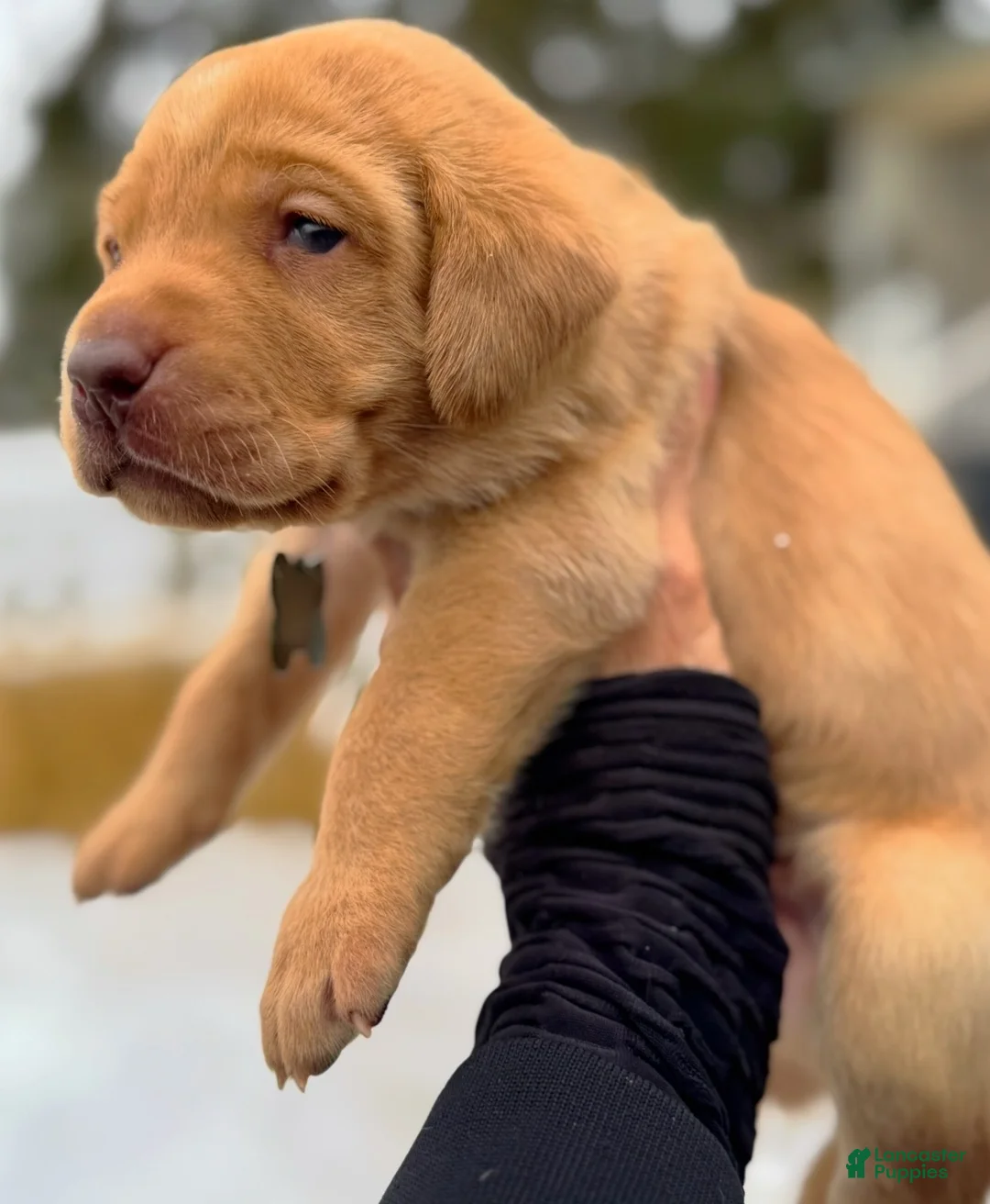 Lakeland Terrier dogs for sale: Labrador retriever - Ad 10