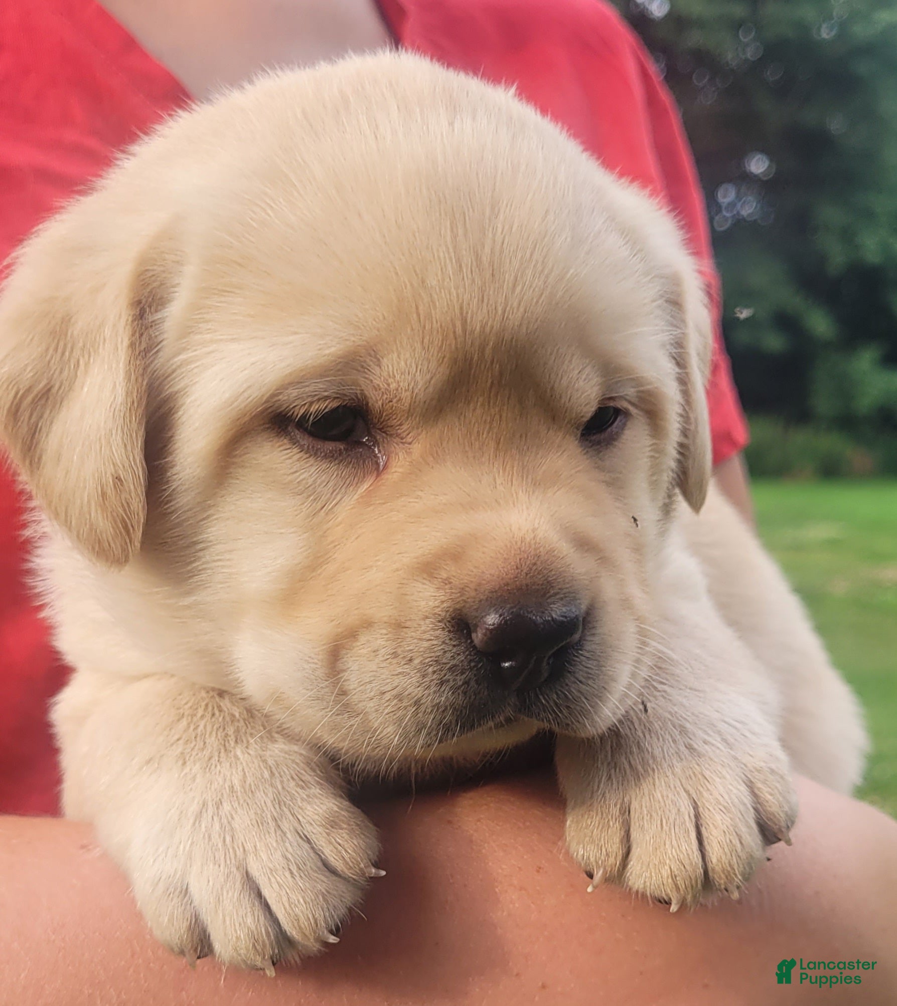 Labrador Retriever dogs Meadow  - Ad 1