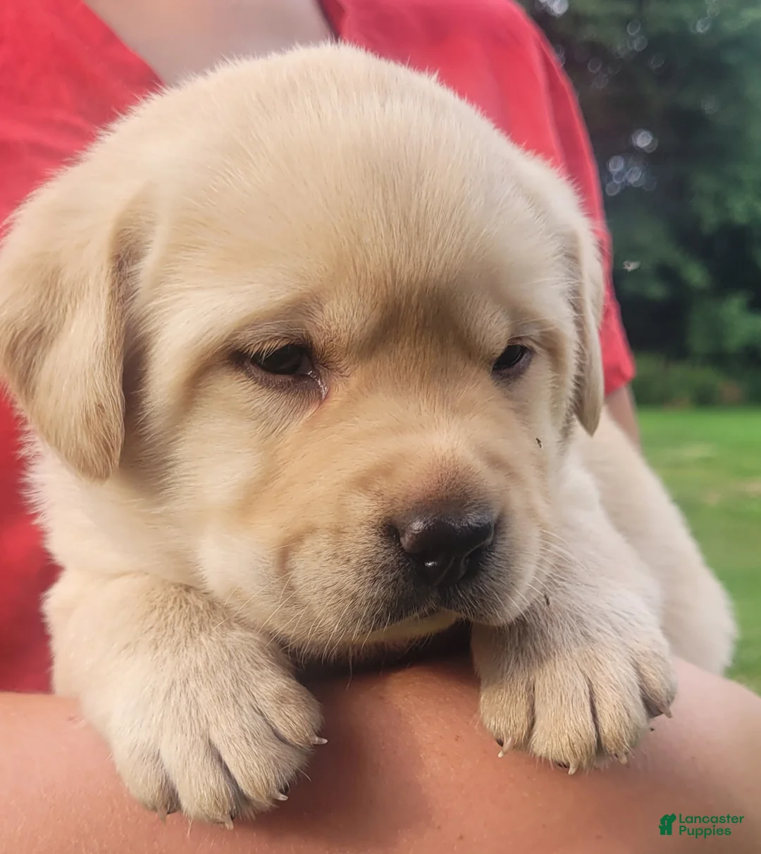 Labrador Retriever dogs for sale: Meadow  - Ad 1