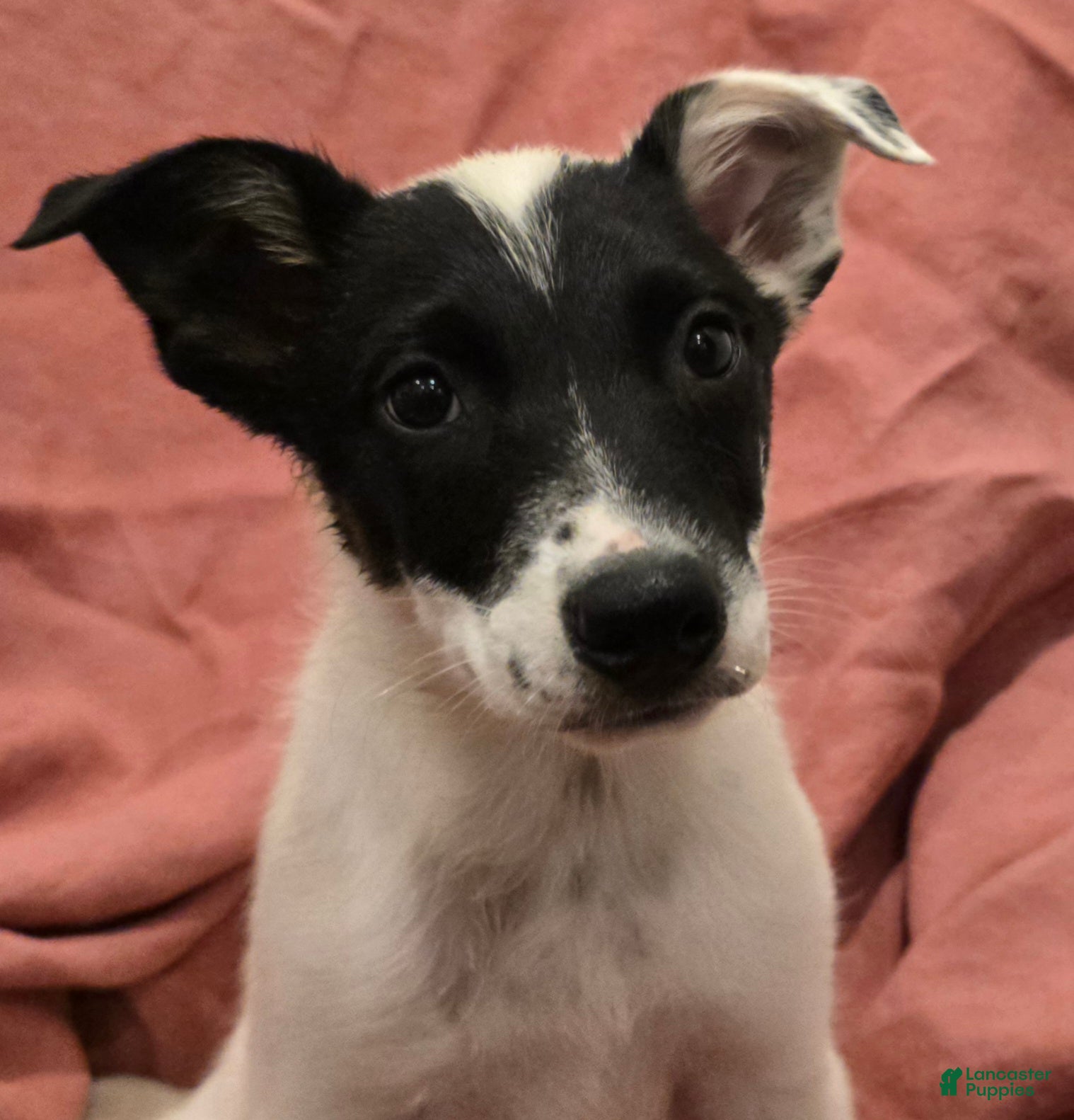 Mixed Breed dogs Bandit - Ad 2