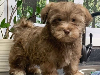 Havanese dogs Cody - Ad 19