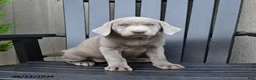 Labrador Retriever dogs for sale: Hope - Ad 4