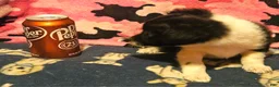 Chihuahua dogs for sale: Butter - Ad 7