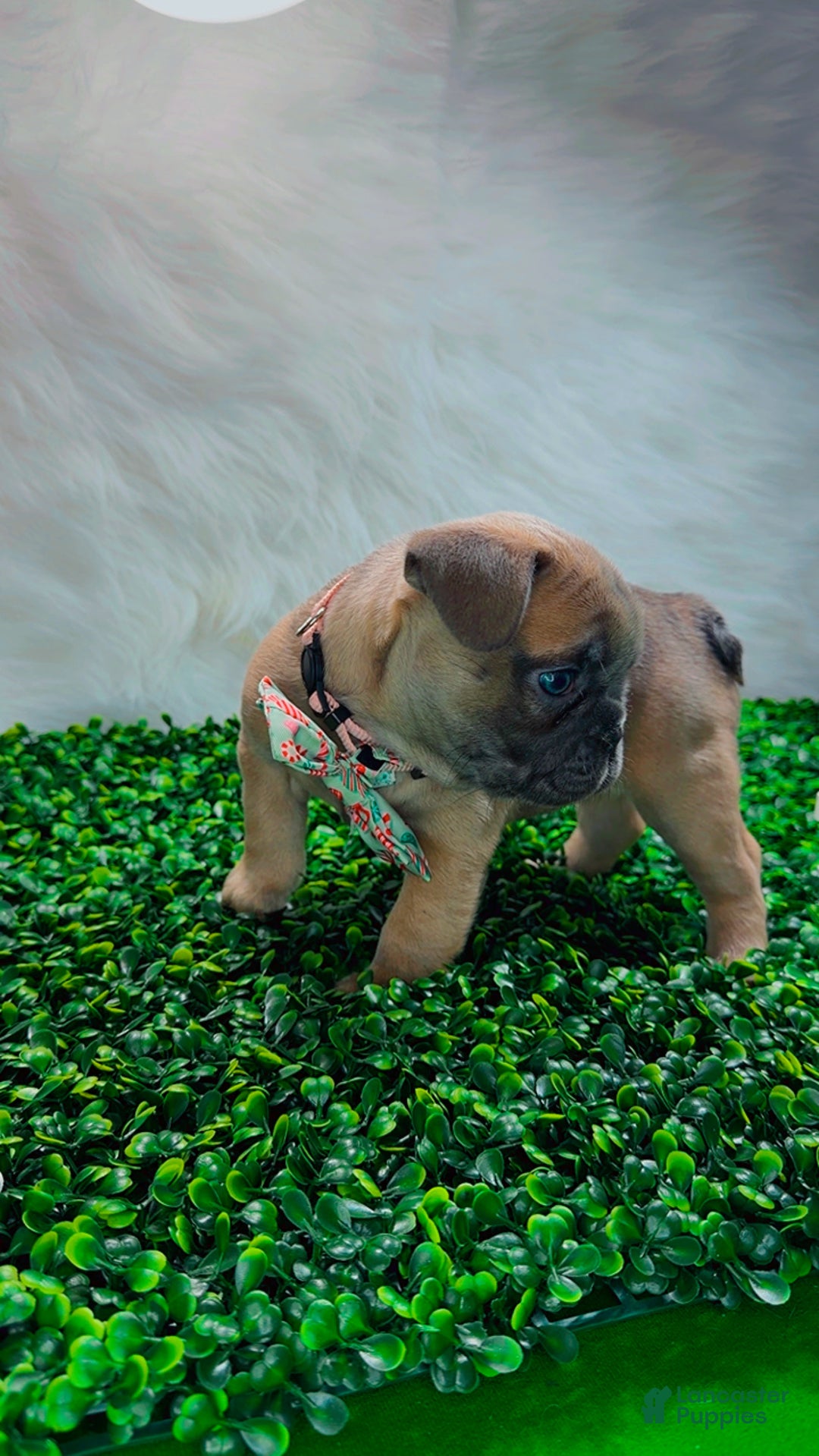 French Bulldog dogs for sale: MONNET - Ad 5