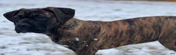 Cane Corso dogs for sale: Cane Corso Formentino  - Ad 4