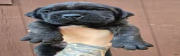 Cane Corso dogs for sale: Apache  - Ad 3