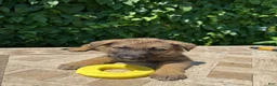 German Shepherd dogs for sale: Burger  - Ad 2
