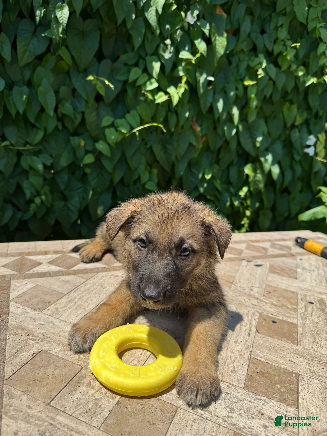 German Shepherd dogs for sale: Burger  - Ad 2