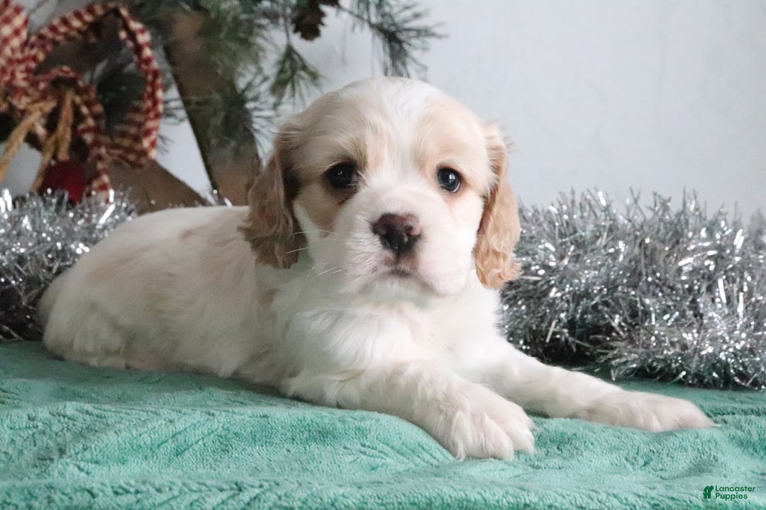 Cocker Spaniel dogs for sale: Dimond - Ad 5