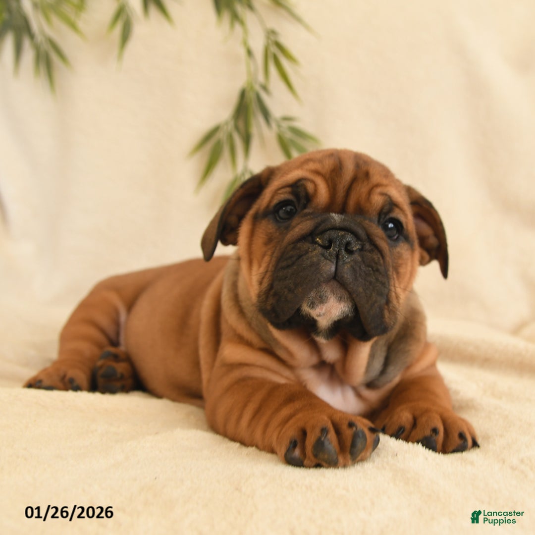 English Bulldog dogs for sale: Bonnie - Ad 2