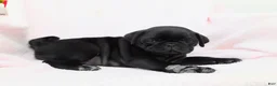 Pug dogs for sale: Lilly - Ad 4