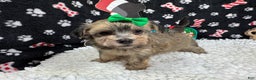 Havanese dogs for sale: Havanese Puppy 2 - Ad 3