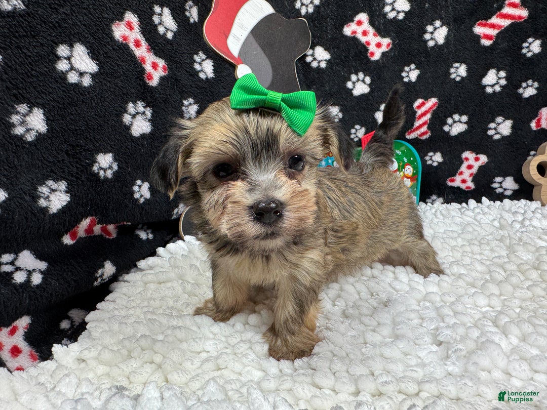 Havanese dogs for sale: Havanese Puppy 2 - Ad 3